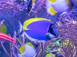 powder blue tang breeding