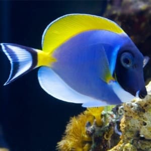 powder blue tang care