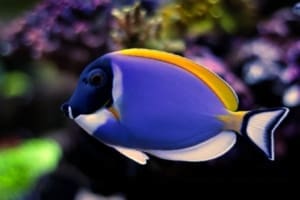 powder blue tang diet