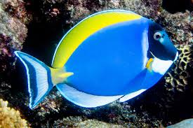 powder blue tang feeding