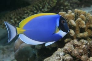 powder blue tang fish for sale