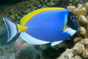 powder blue tang for sale