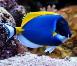 powder blue tang lifespan