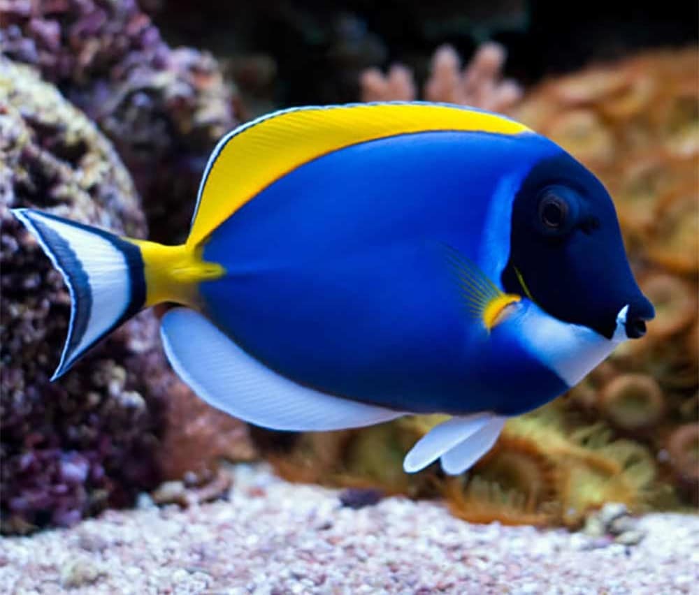 Powder Blue Tang Lifespan Powder Blue Surgeonfish Lifespan
