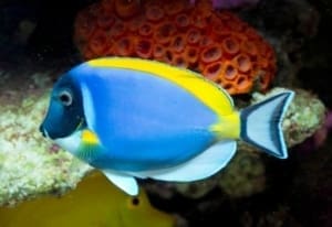 powder blue tang origin