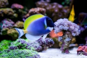 powder blue tang size