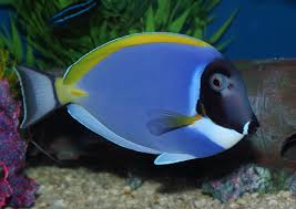 powder blue tang tank conditions