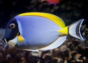 powder blue tang water filtration