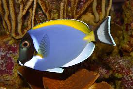 powder blue tang water salinity