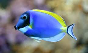 powder blue tang