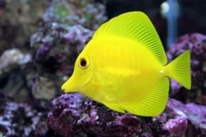 where do yellow tang fish live