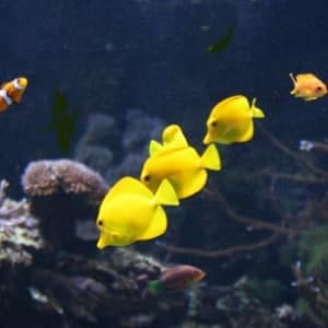 yellow surgeonfish for sale