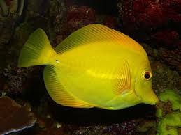 yellow tang care sheet