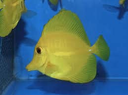 yellow tang care