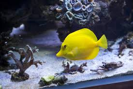 yellow tang diet