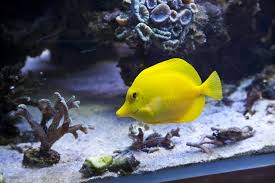 yellow tang diet