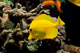 what to feed a yellow tang