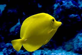 yellow tang for sale online