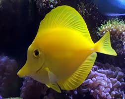 yellow tang for sale