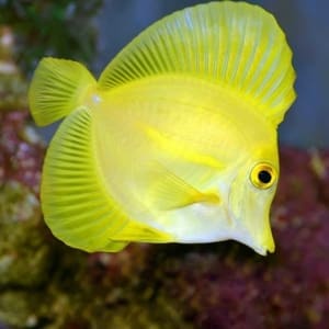 yellow tang growth rate