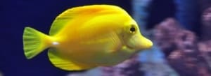 yellow tang info