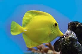 yellow tang lifespan