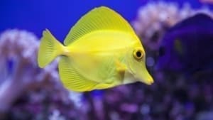 yellow tang origin