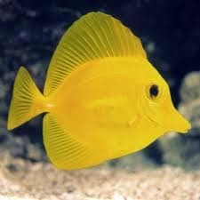 yellow tang oxygen