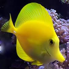 yellow tang size