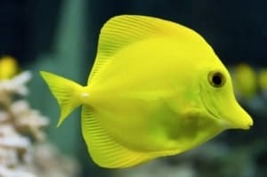 yellow tang tankmates