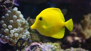 yellow tang tank size