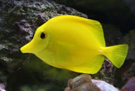 yellow tang tank