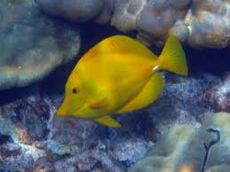 yellow tang water hardness