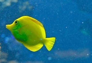 yellow tang water filtration