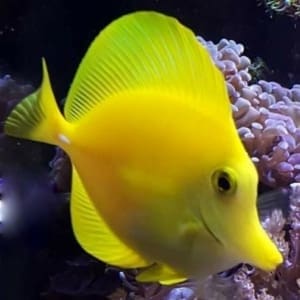 yellow tang water salinity