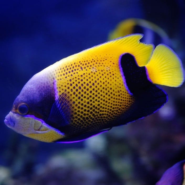 Majestic Angelfish for sale Marine Majestic Angel fish for sale