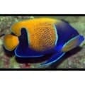 Majestic Angelfish for sale