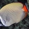 Pakistan Butterfly fish for sale