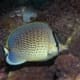 Pebbled butterfly fish