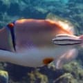 assasi triggerfish for sale