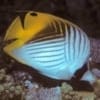 threadfin butterflyfish