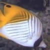 Auriga Butterfly fish for sale