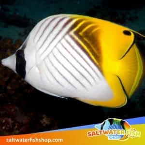 threadfin butterflyfish