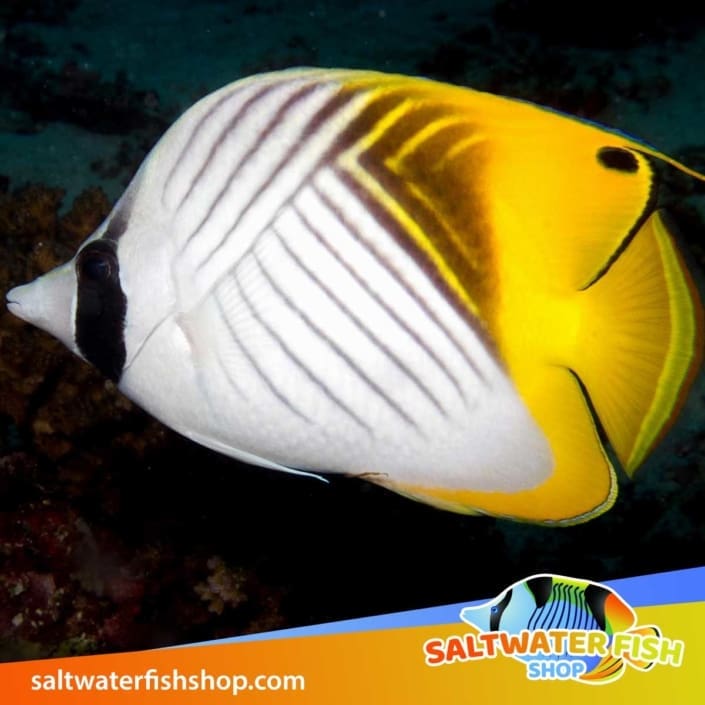 Butterflyfish for sale Buy Saltwater butterfly fish for sale online
