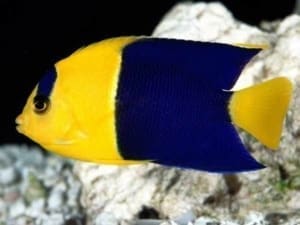 bicolor angelfish