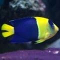 bicolor angelfish for sale