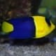 bicolor angelfish for sale