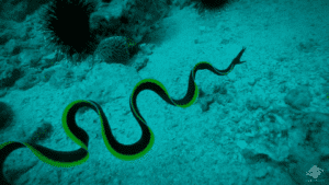 black ribbon eel aggression