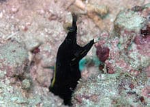 black ribbon eel lifespan