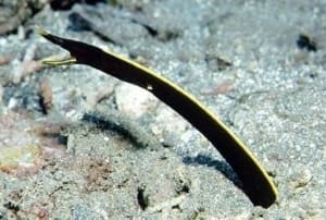 black ribbon eel oxygen